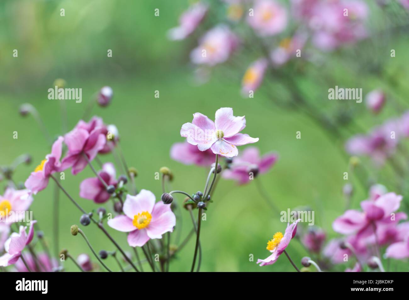 Nature background with spring flowers. (Anemone scabiosa). Selective and soft focus. Copy space. Stock Photo