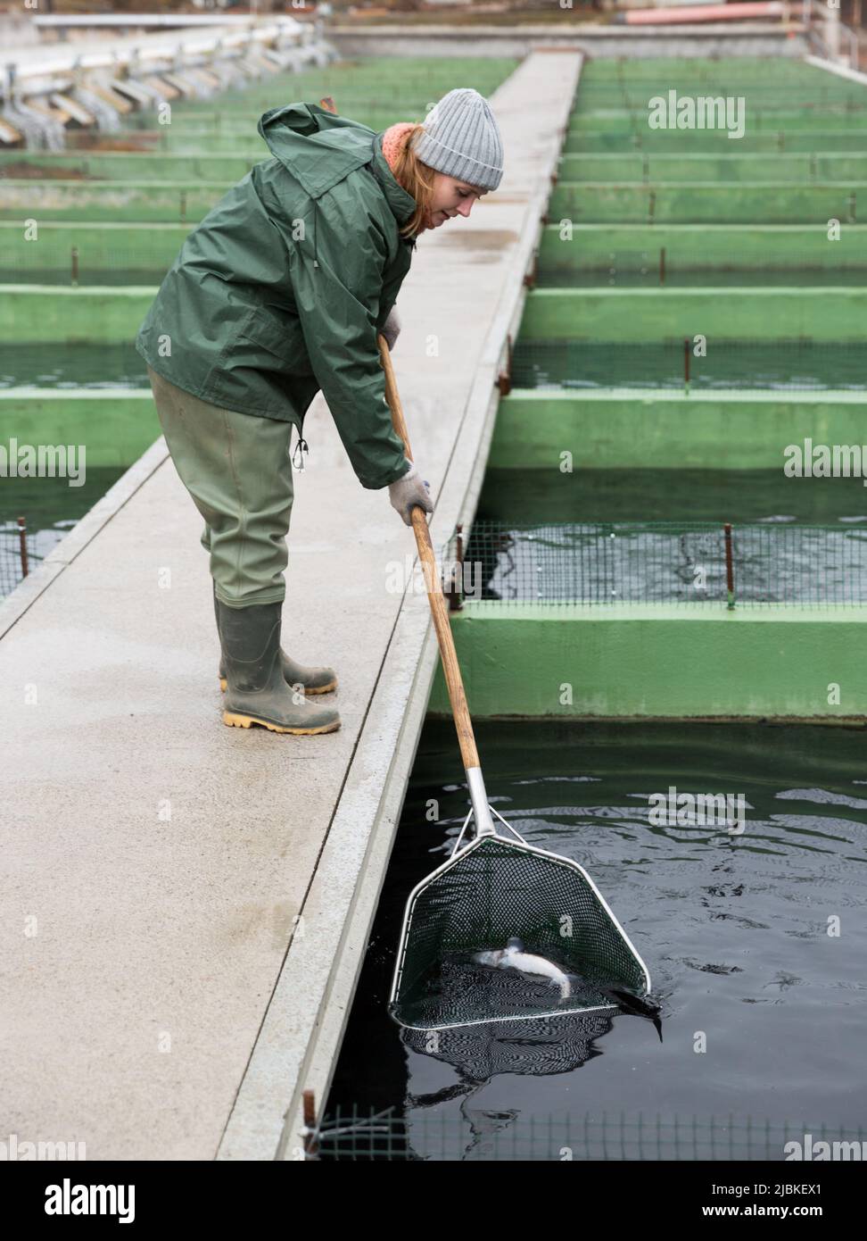 Female fishing for sturgeon with landing net on farm Stock Photo - Alamy
