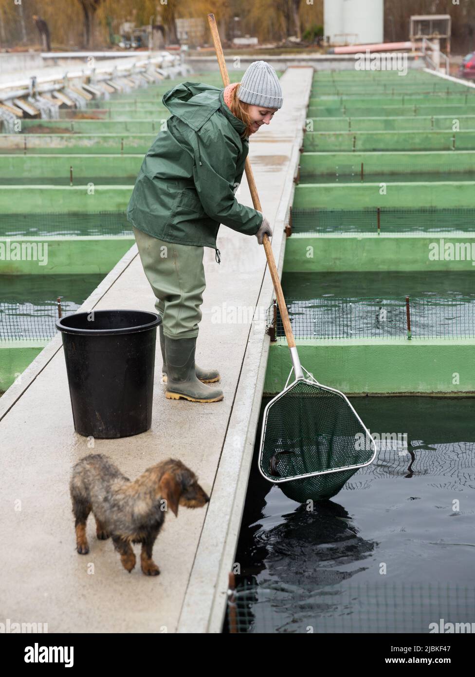Woman catching fish with landing net on sturgeon farm Stock Photo Alamy