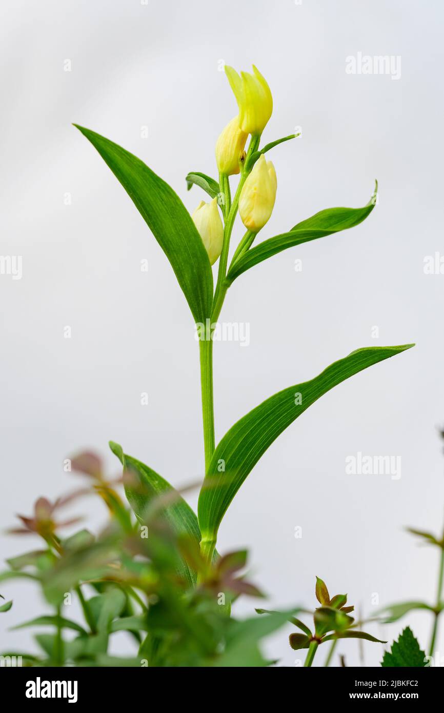 Cephalanthera damasonium, terrestrial orchid of the Orchidaceae family Stock Photo