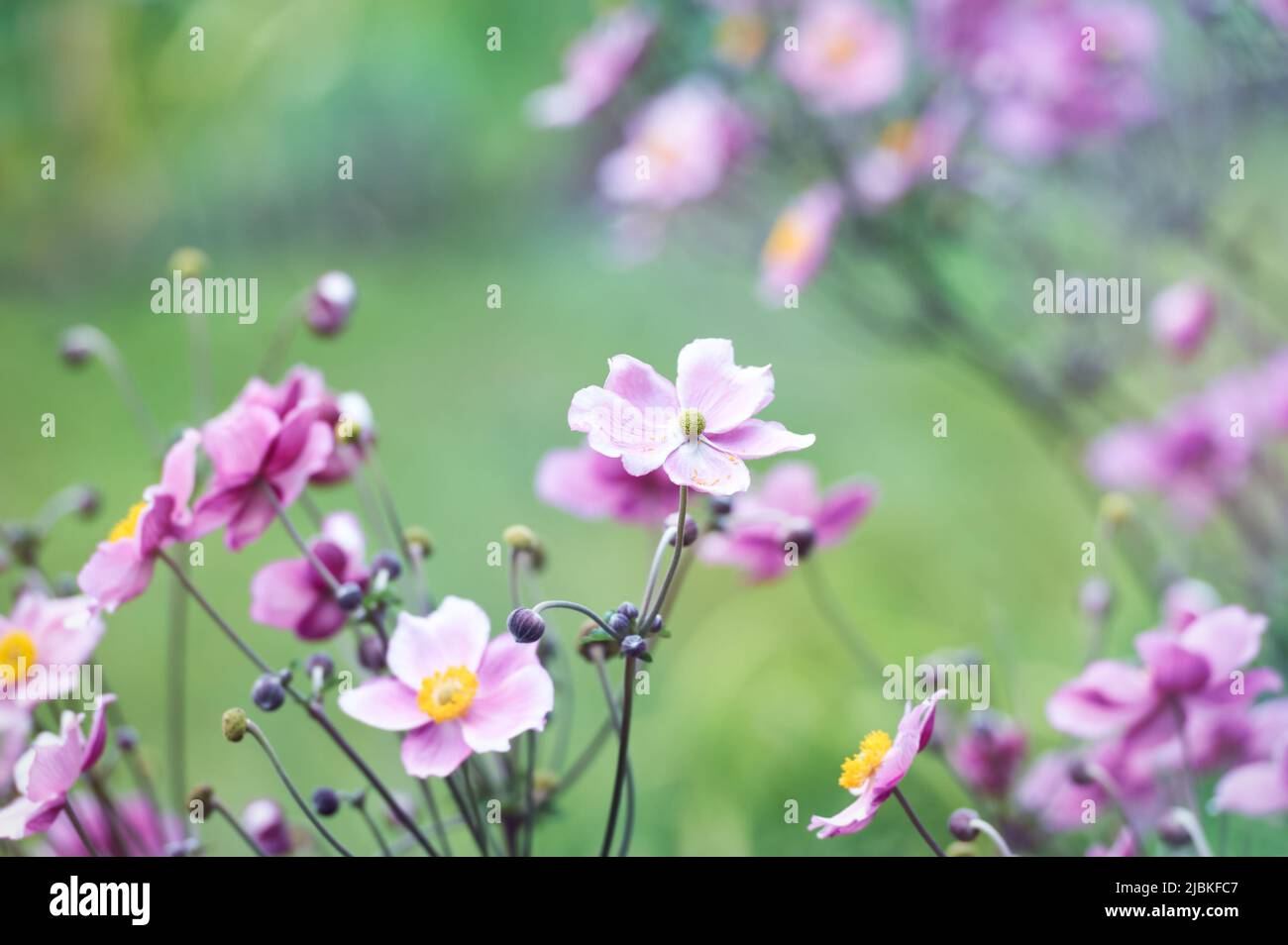 Nature background with spring flowers. (Anemone scabiosa). Selective and soft focus. Copy space. Stock Photo