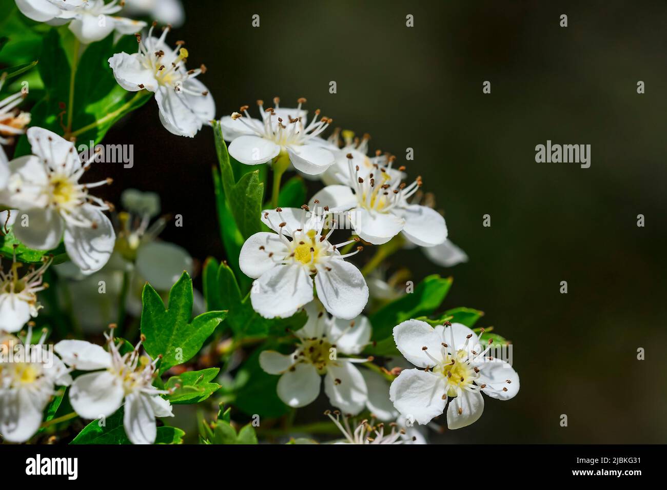 Celindo flower or Philadelphus coronarius is a widely cultivated popular ornamental plant Stock Photo