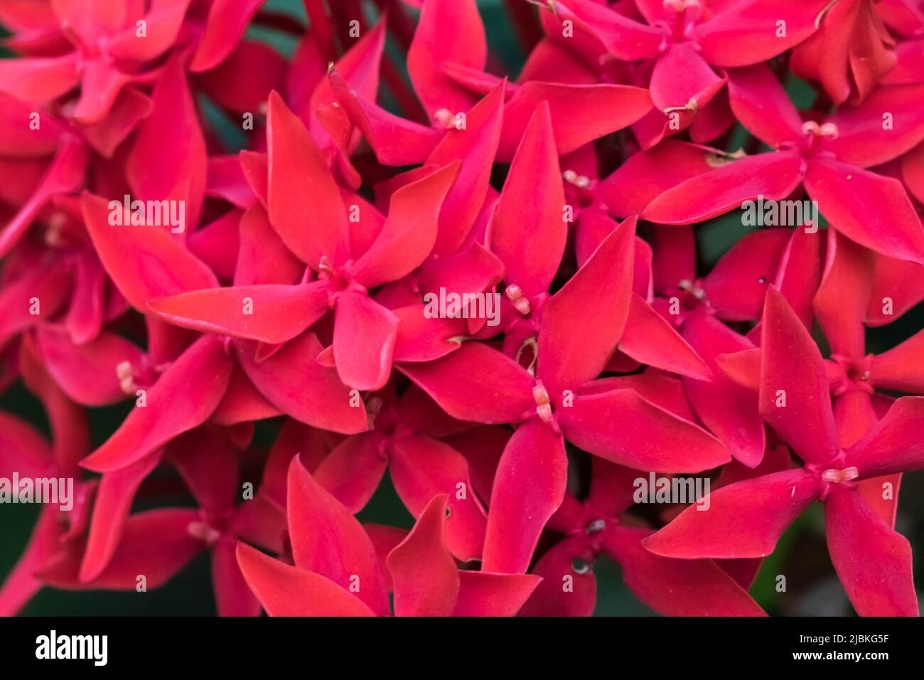 Jungle Flame Flower Stock Photo Alamy