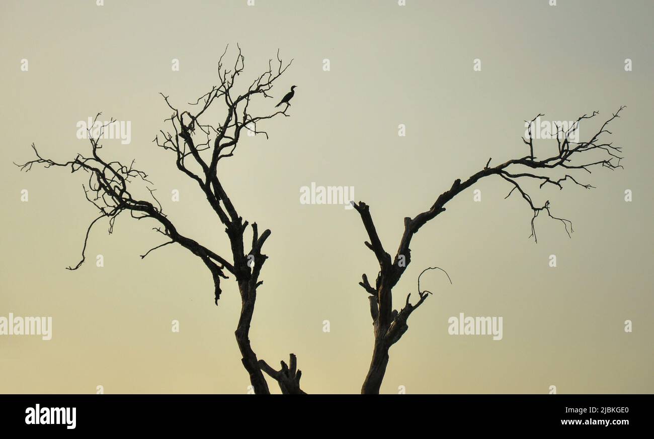 Wallpaper silhouette hi-res stock photography and images - Alamy