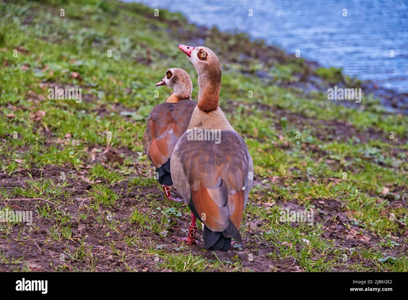 Nile geese Alopochen aegyptiacus Stock Photo