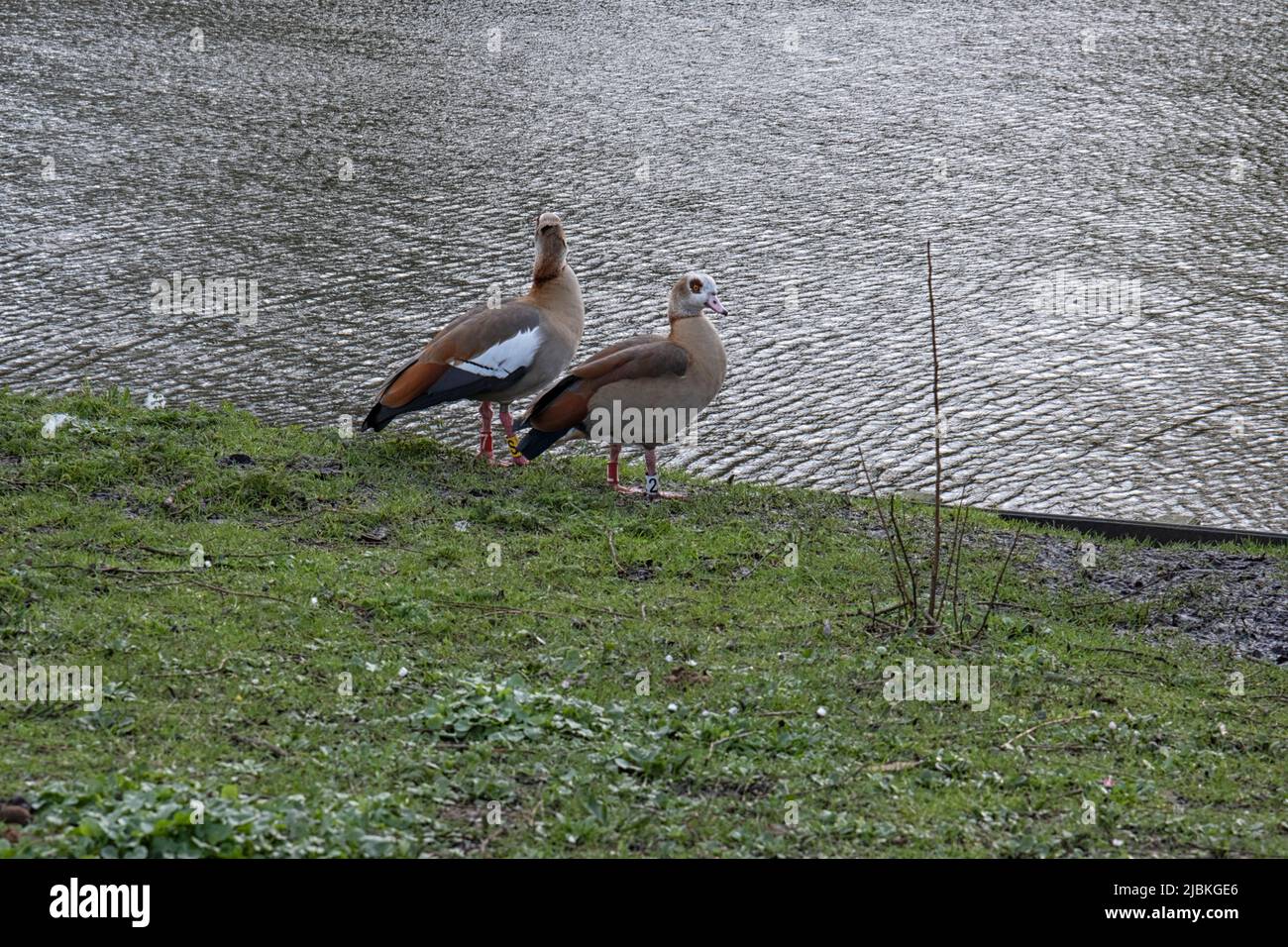 Nile geese Alopochen aegyptiacus Stock Photo