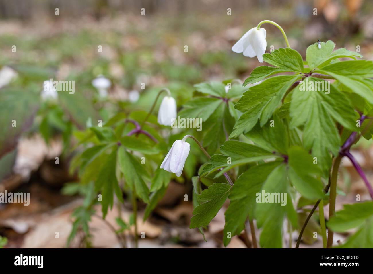 White wood anemone flowers in spring forest closeup. Forest meadow