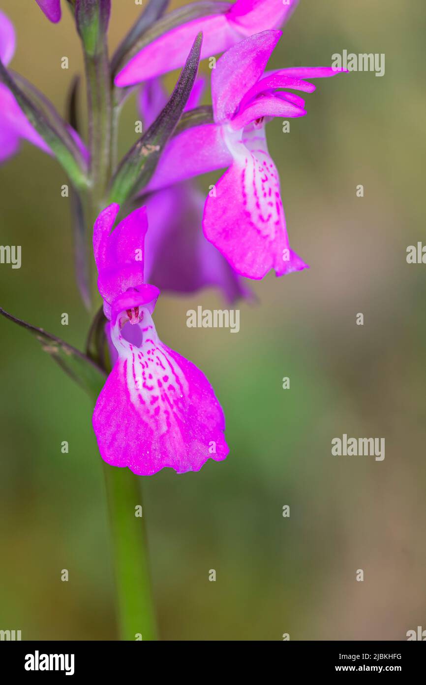 Orchis mascula - Close up of an early purple orchid flower in bloom Stock Photo