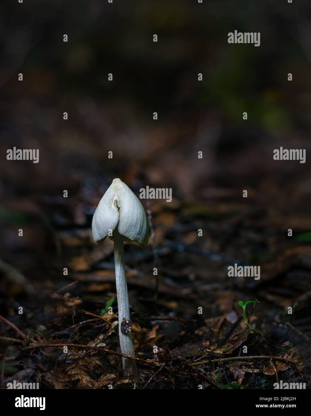 Tiny mushroom growing in forest. Vertical format. Stock Photo