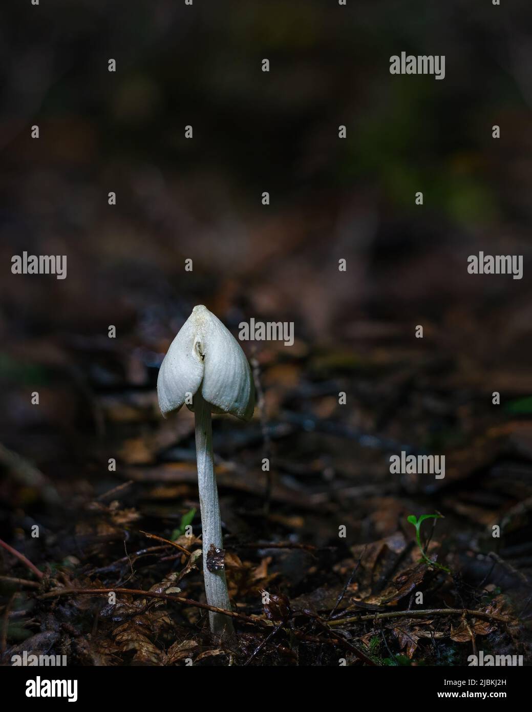 Tiny mushroom growing in forest. Vertical format Stock Photo - Alamy
