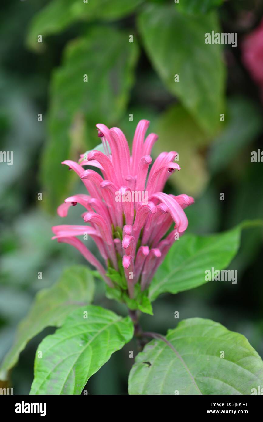 Justicia carnea is a shrub belonging to the acanthus family blooms in the garden Stock Photo