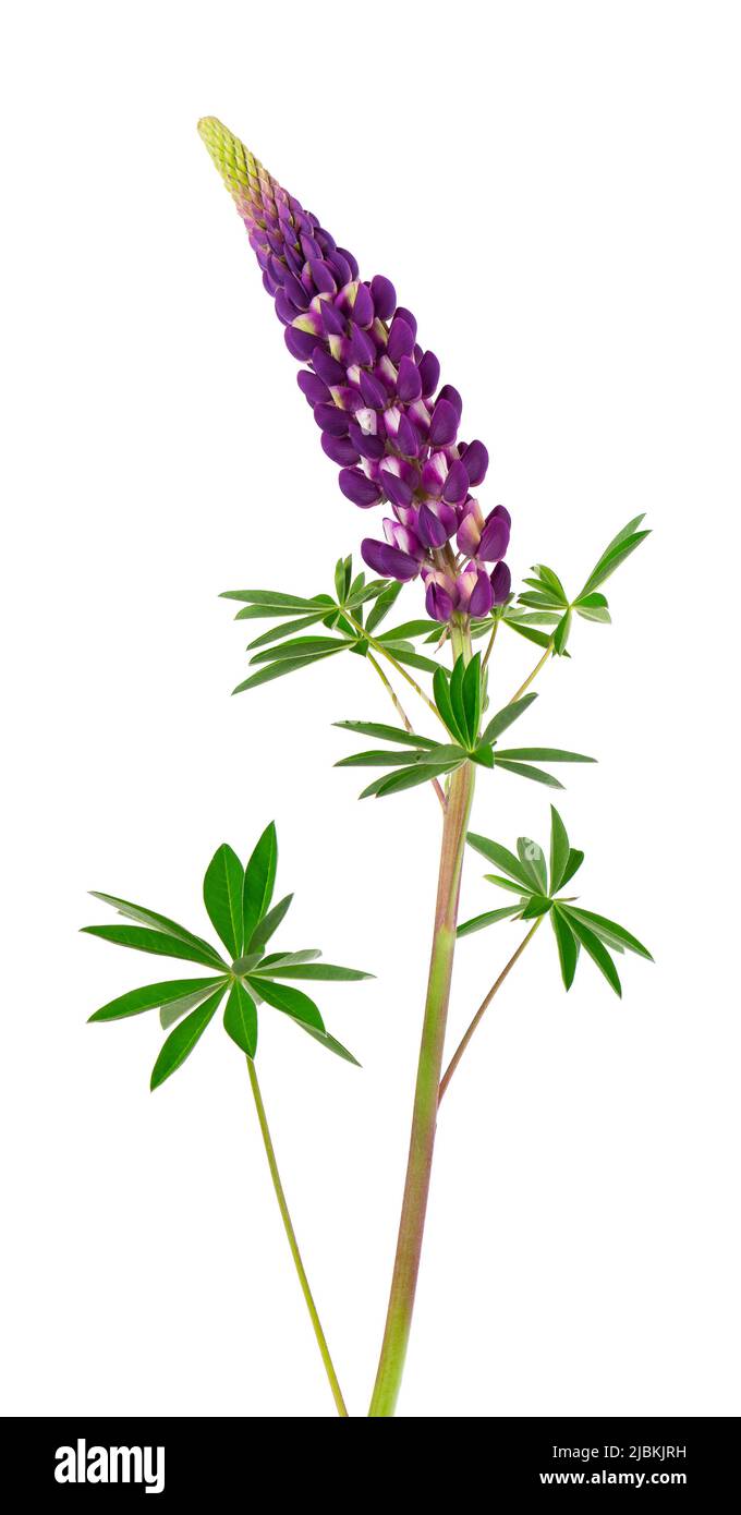 Lupine flower isolated on white background. Purple lupinus Stock Photo