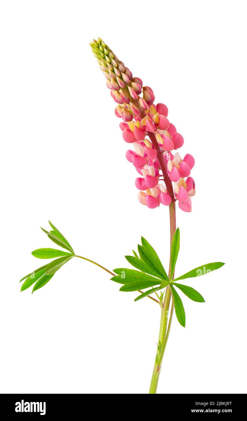 Lupine flower isolated on white background. Pink lupinus Stock Photo