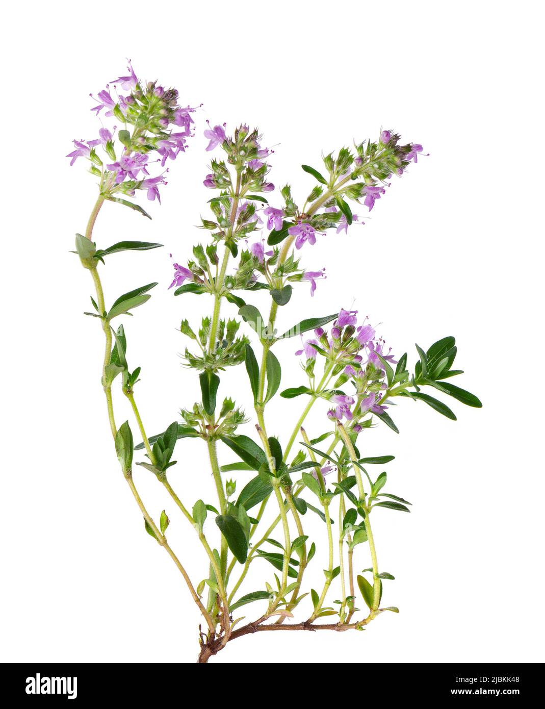 Wild thyme flowers, isolated on white background. Blooming sprigs of