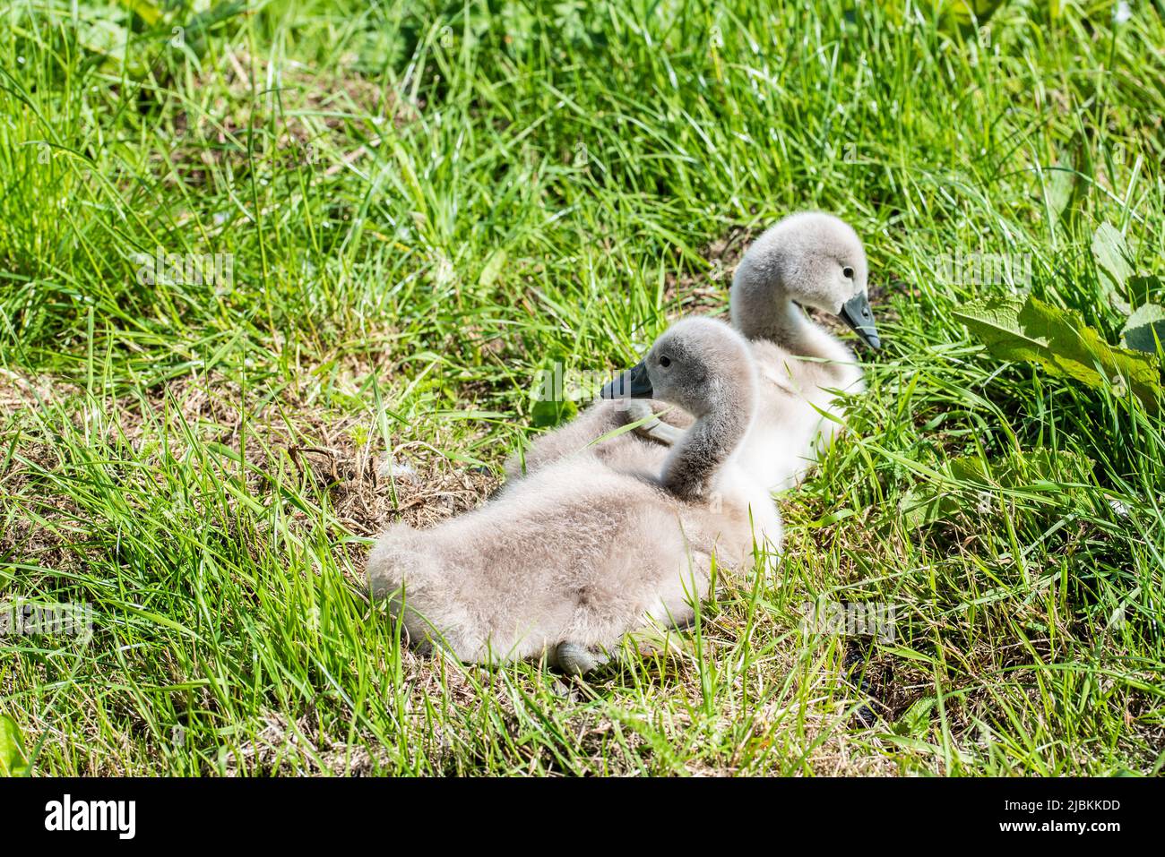 Julianadorp, Netherlands, May 2022. A nest with young swans. High quality photo Stock Photo