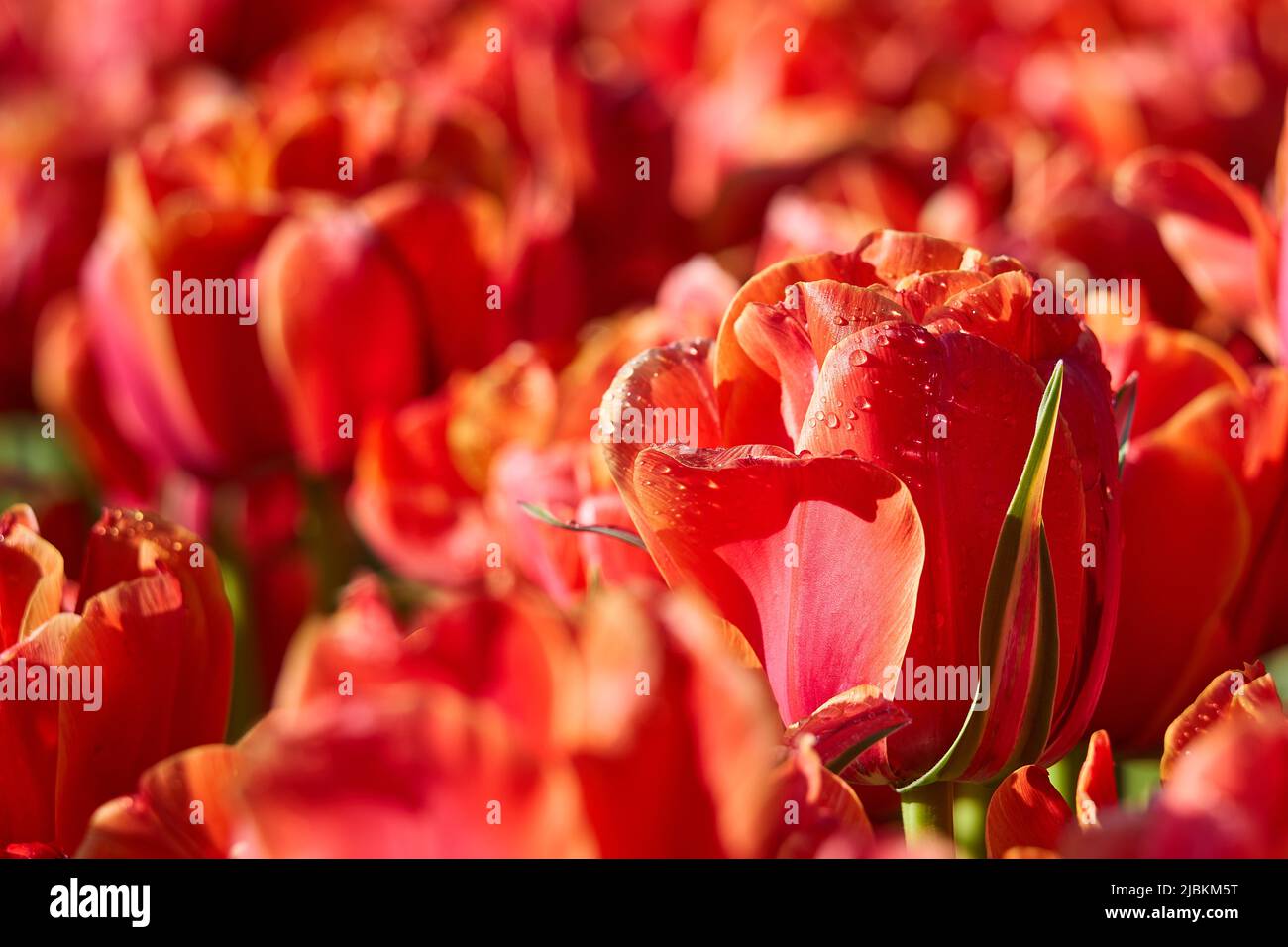 Red adnd yellow tulips with dew drops in the sun light Stock Photo