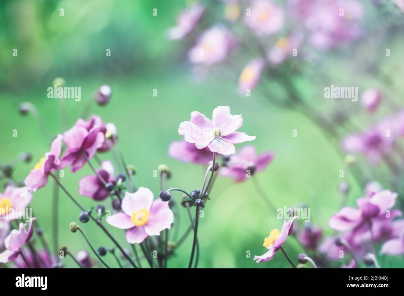 Nature background with spring flowers. (Anemone scabiosa). Selective and soft focus. Copy space. Stock Photo