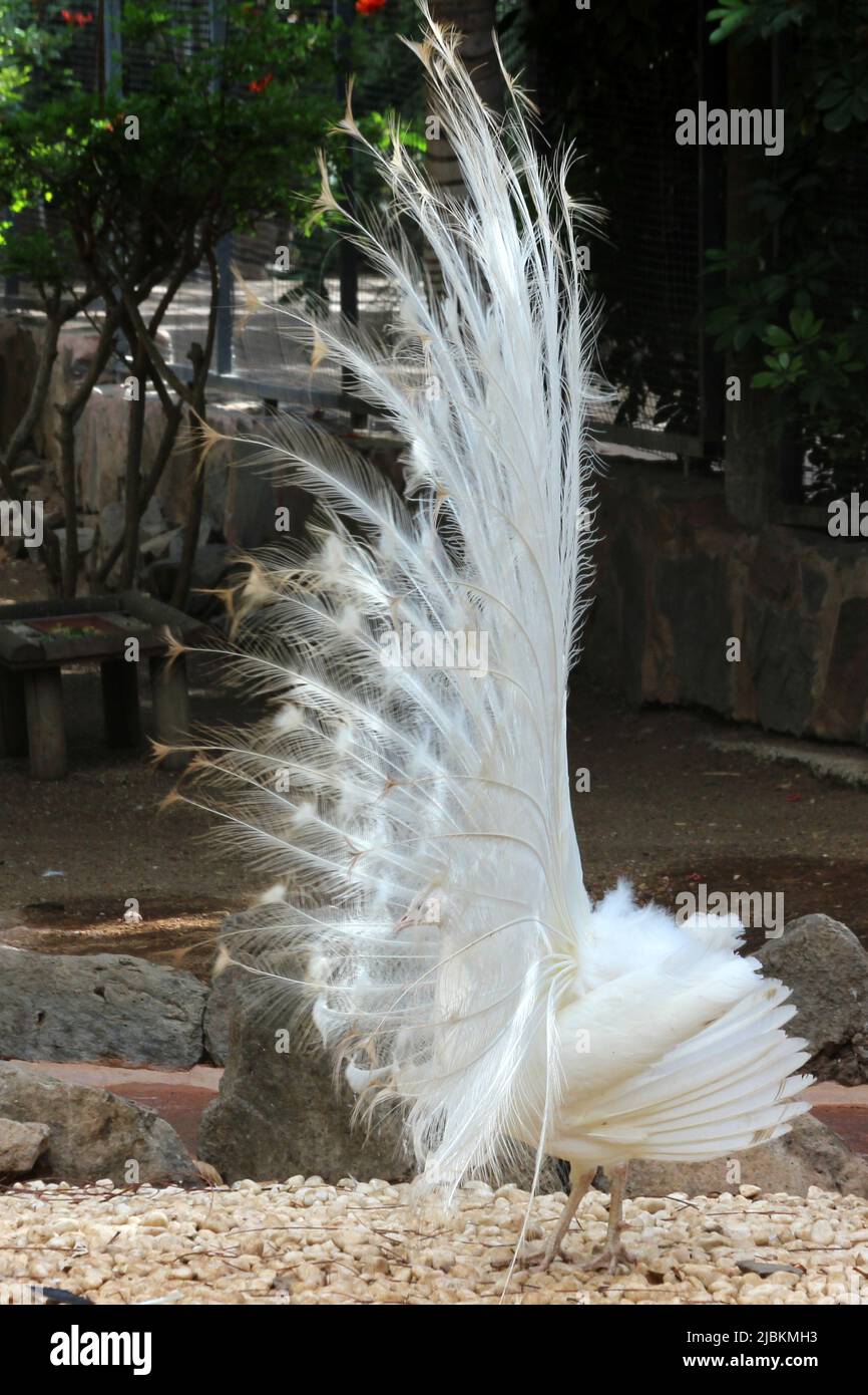 weisser Pfau Stock Photo