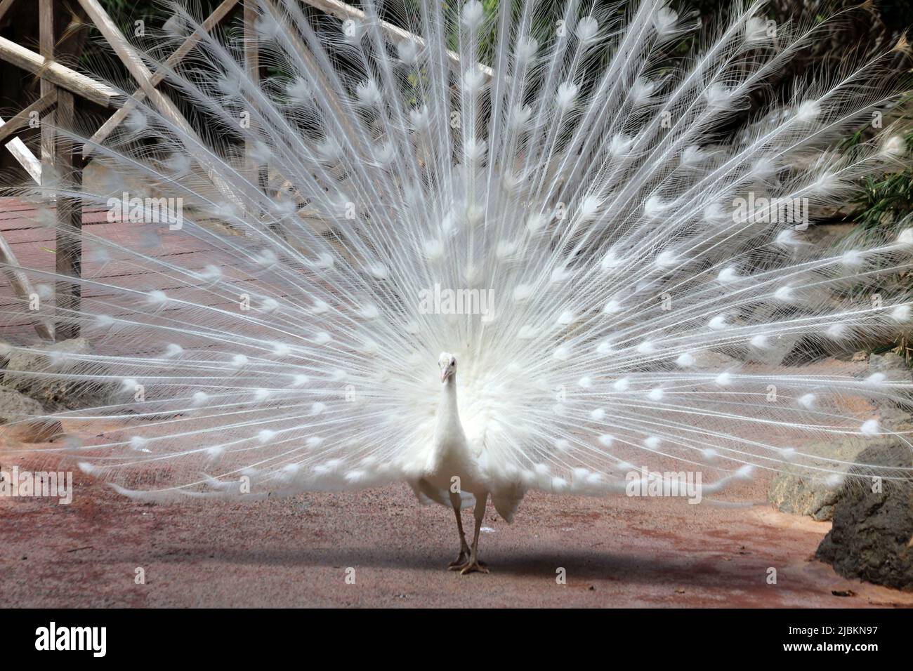 weisser Pfau Stock Photo