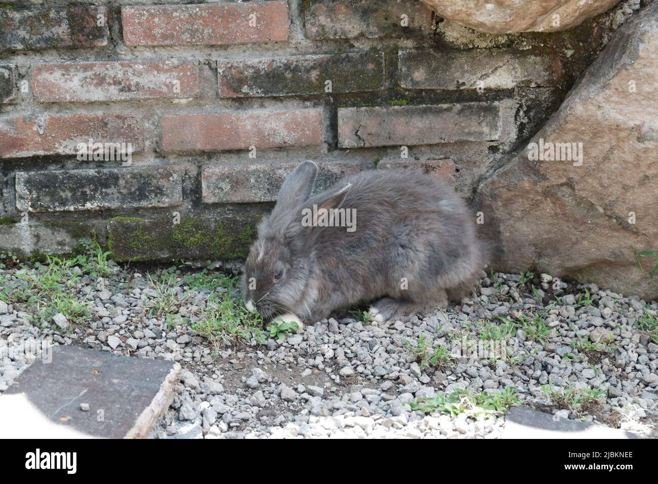 a rabbit playing on the rocks Stock Photo