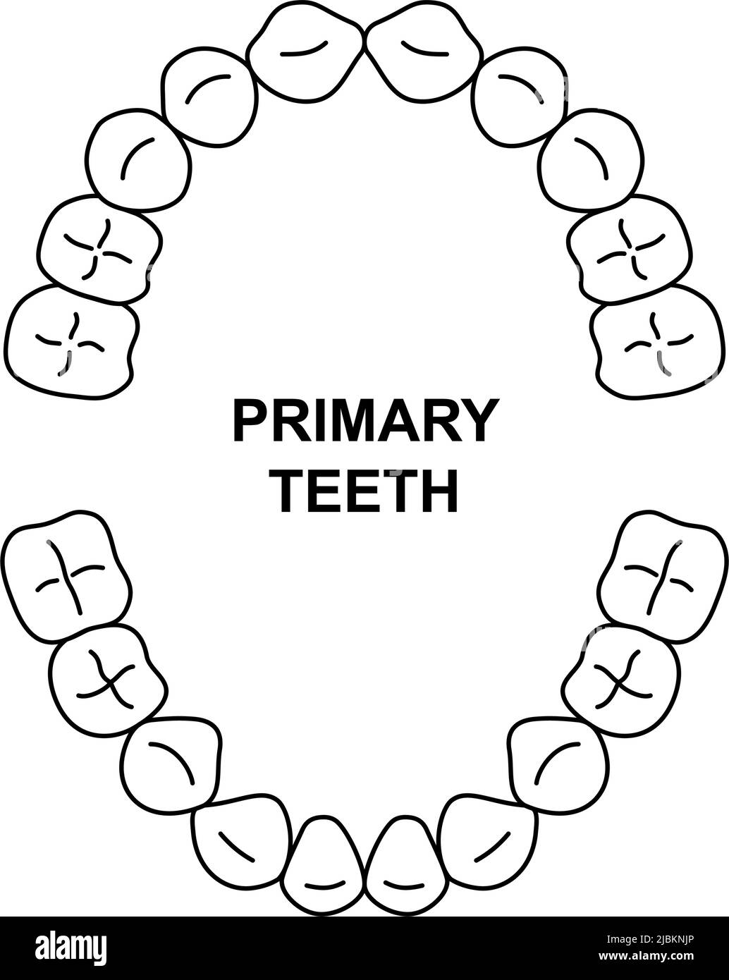 Primary teeth dentition anatomy. Child upper and lower jaw. Child tooth arrival chart. Primary teeth silhouette Stock Vector