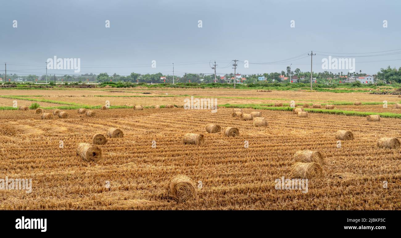 Rolling rice straw hi-res stock photography and images - Alamy