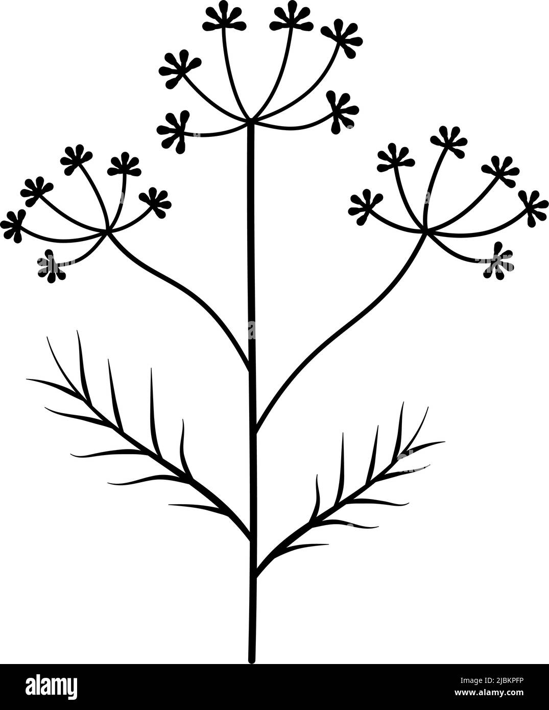 Dill icon. Dill umbrella symbol. Floral, fennel, spice sign. Vector