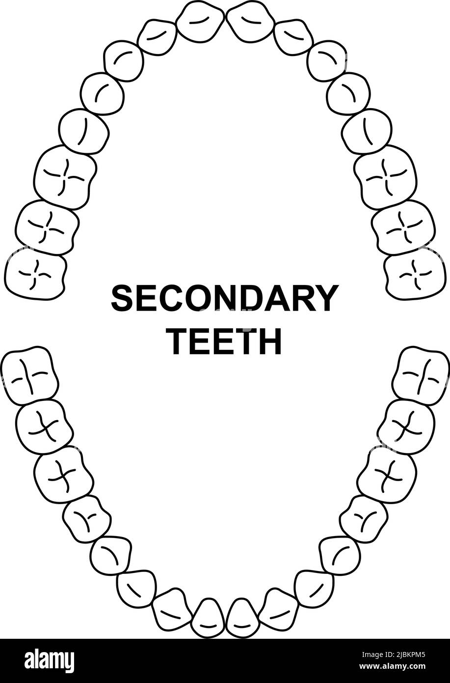 Secondary teeth dentition anatomy. Adult human upper and lower jaw. Adult tooth arrival chart. Permanent teeth silhouette Stock Vector