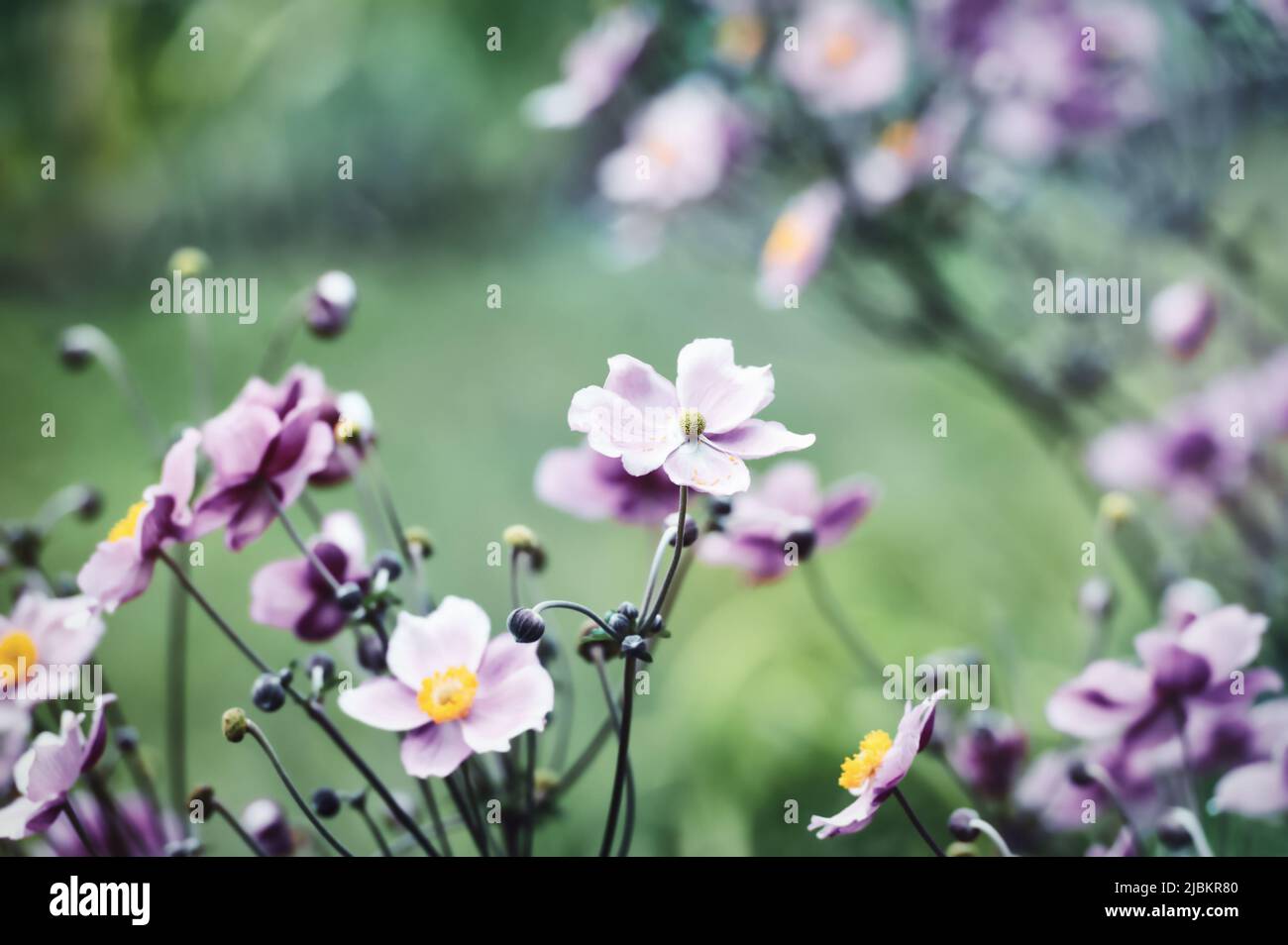 Nature background with spring flowers. (Anemone scabiosa). Selective and soft focus. Copy space. Stock Photo