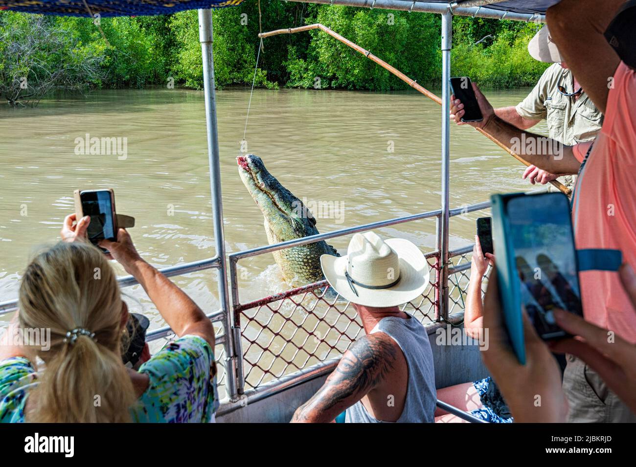 Tourists photographing a leaping Saltwater Crocodile (Crocodylus porosus) during a crocodile jumping cruise on the Adelaide River, Northern Territory, Stock Photo