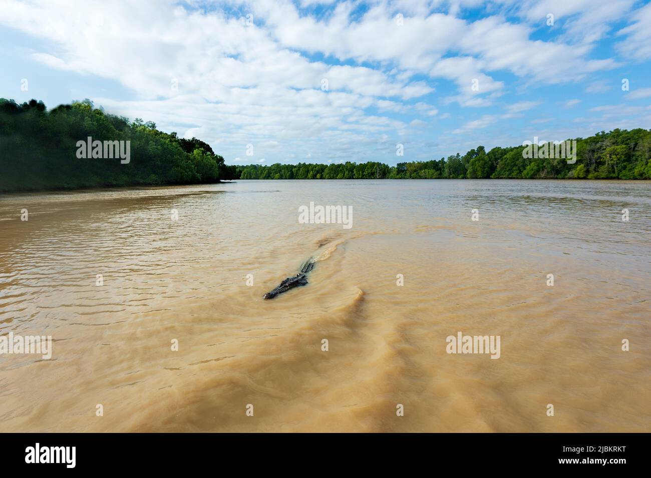 Saltwater Crocodile or Estuarine Crocodile (Crocodylus porosus) swimming in the Adelaide River, Northern Territory, NT, Australia Stock Photo