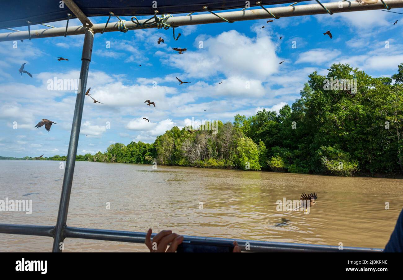 Whistling Kites (Haliastur sphenurus) swooping by a tourist boat during a crocodile jumping cruise on the Adelaide River, Northern Territory, NT, Aust Stock Photo
