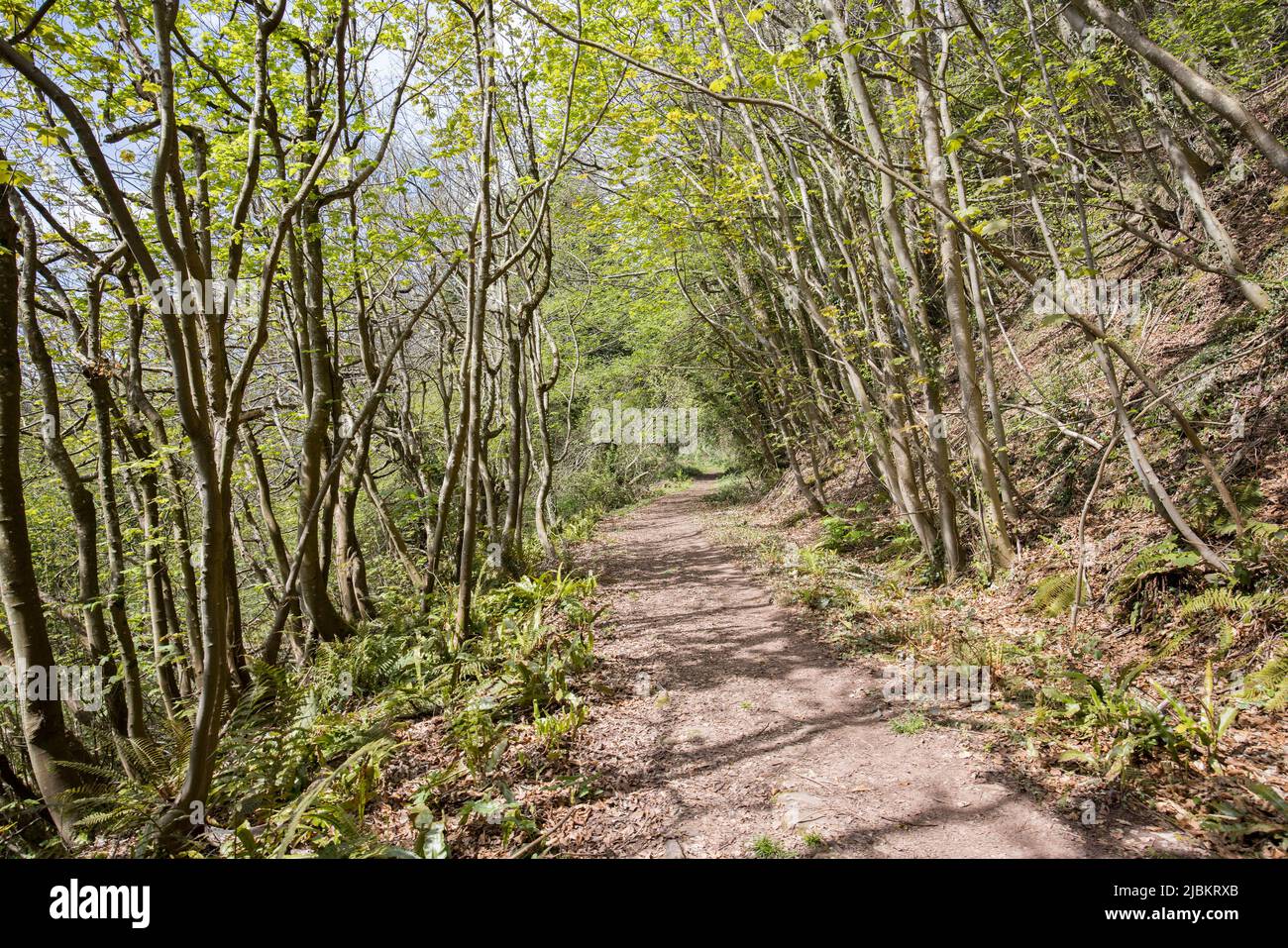 Ancient track along the lower slope of the Sugar Loaf at Y Graig, Wales, UK Stock Photo