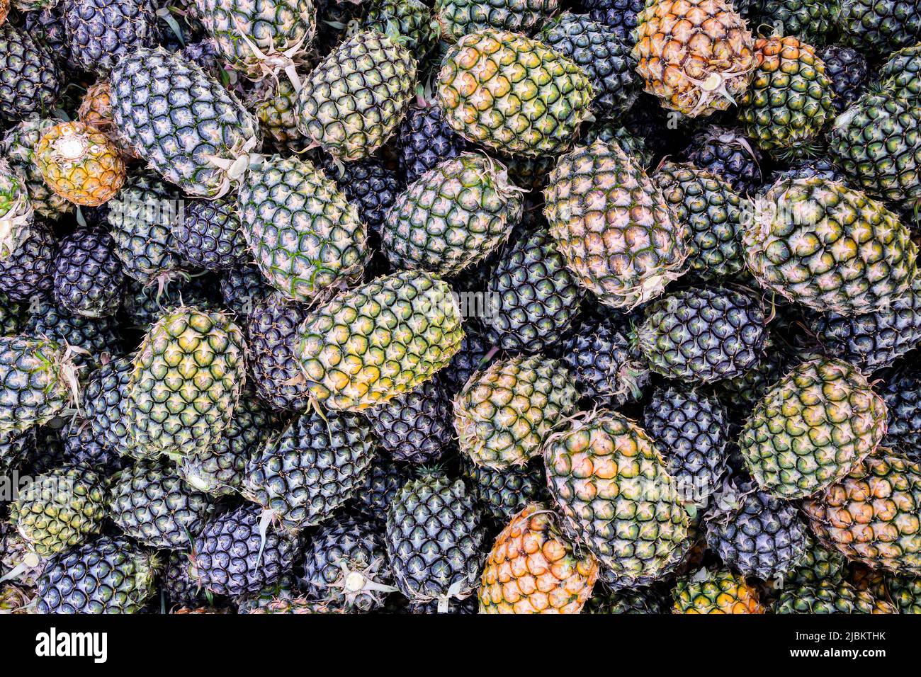 Large harvest of fresh pineapples pile stacked in factory processing pineapples plant Stock Photo