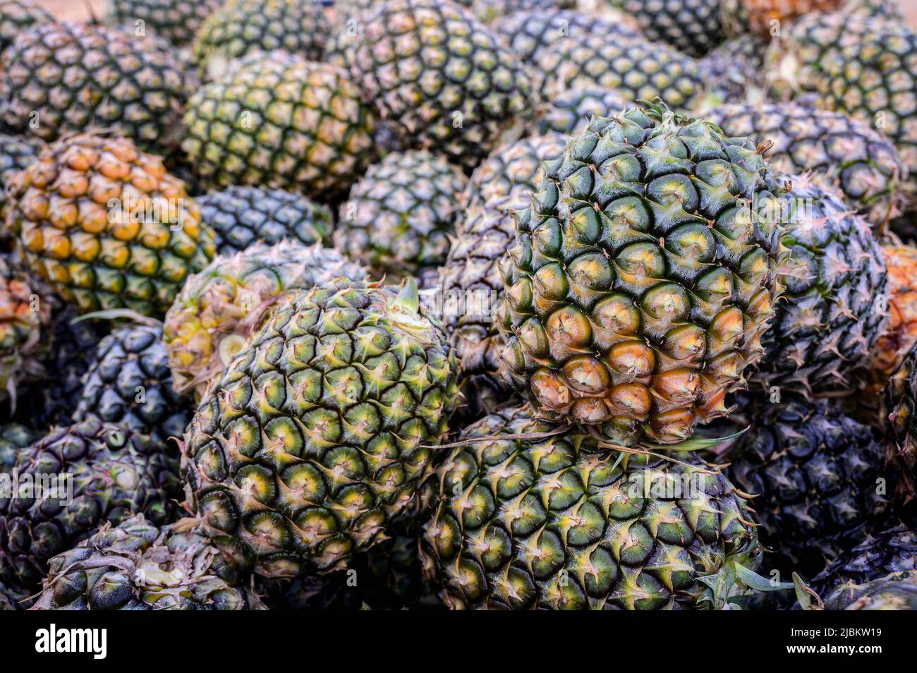 Large harvest of fresh pineapples pile stacked in factory processing plant pineapples Stock Photo