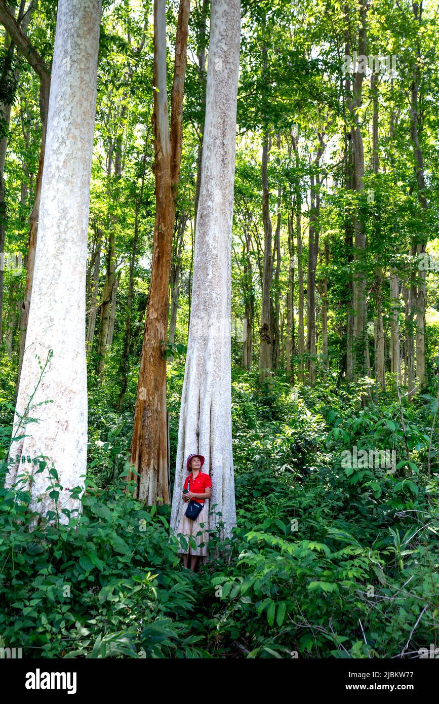 Kon Tum Province, Vietnam - April 24, 2022: Lagerstroemia speciosa (Queen 's Crape-myrtle) forest in Kon Tum Province, Vietnam Stock Photo