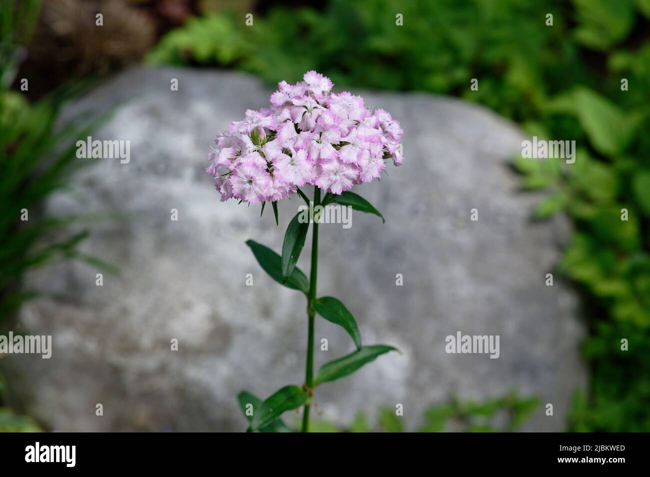 Dianthus barbatus white pink Sweet William flower flower in a cemetery Stock Photo