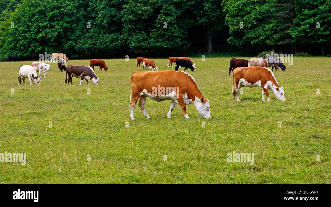 A view of cattle grazing in open parkland at Sheringham Park at Upper Sheringham, Norfolk, England, United Kingdom. Stock Photo