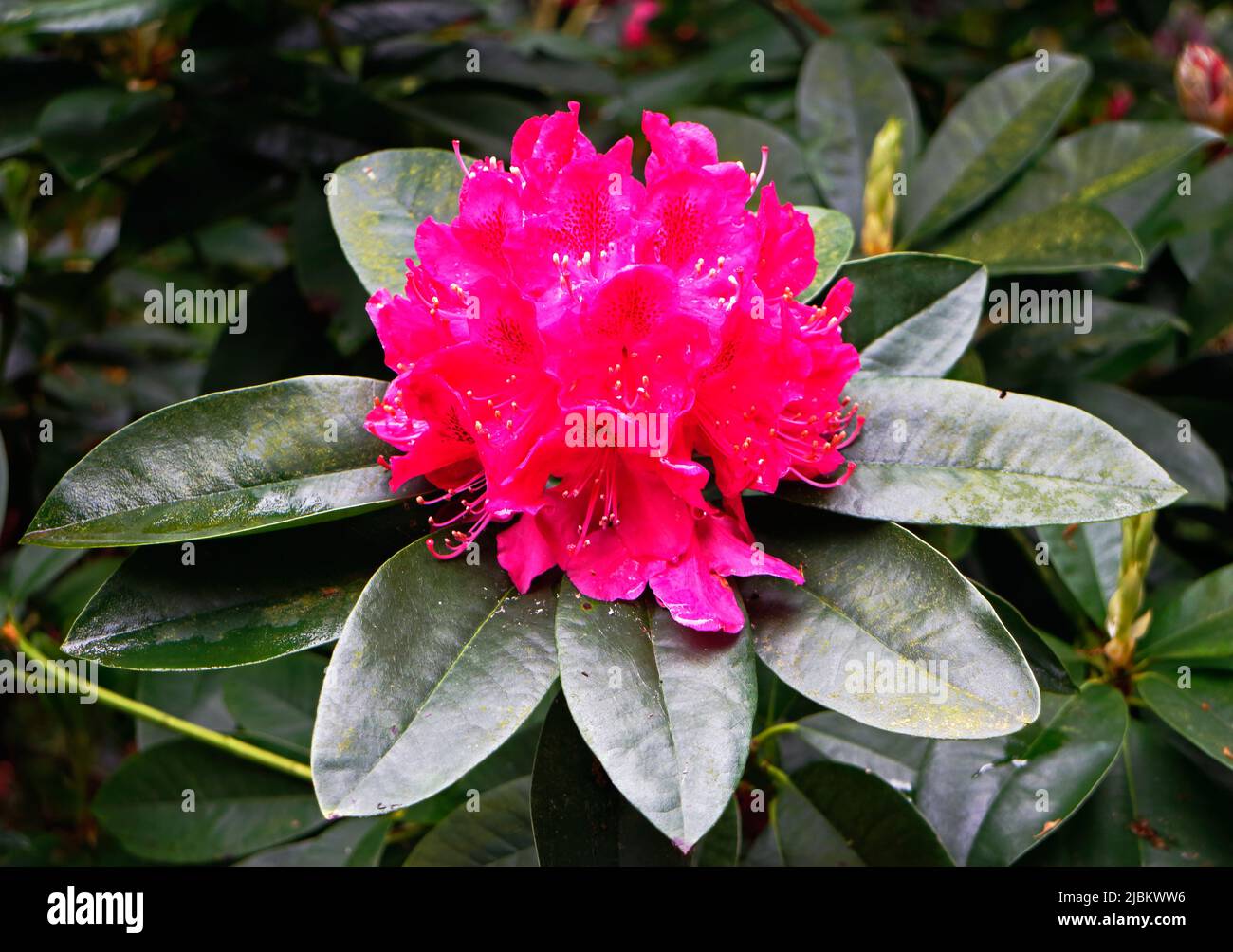 A close-up of the red flowering head of one of the many varities of Rhododendron in Sheringham Park in Upper Sheringham, Norfolk, England, UK. Stock Photo