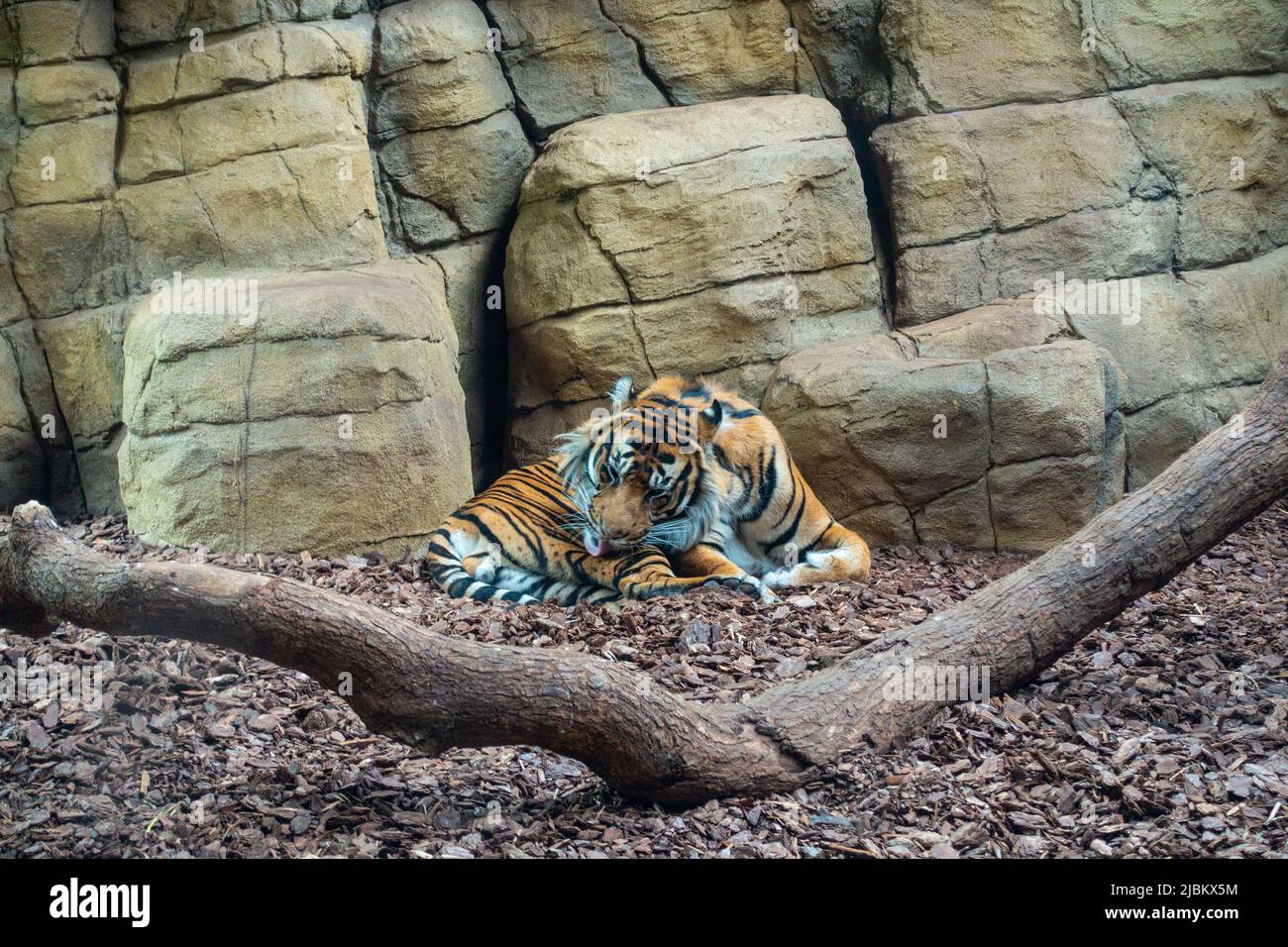 A tiger in its indoor enclosure at London Zoo. Stock Photo