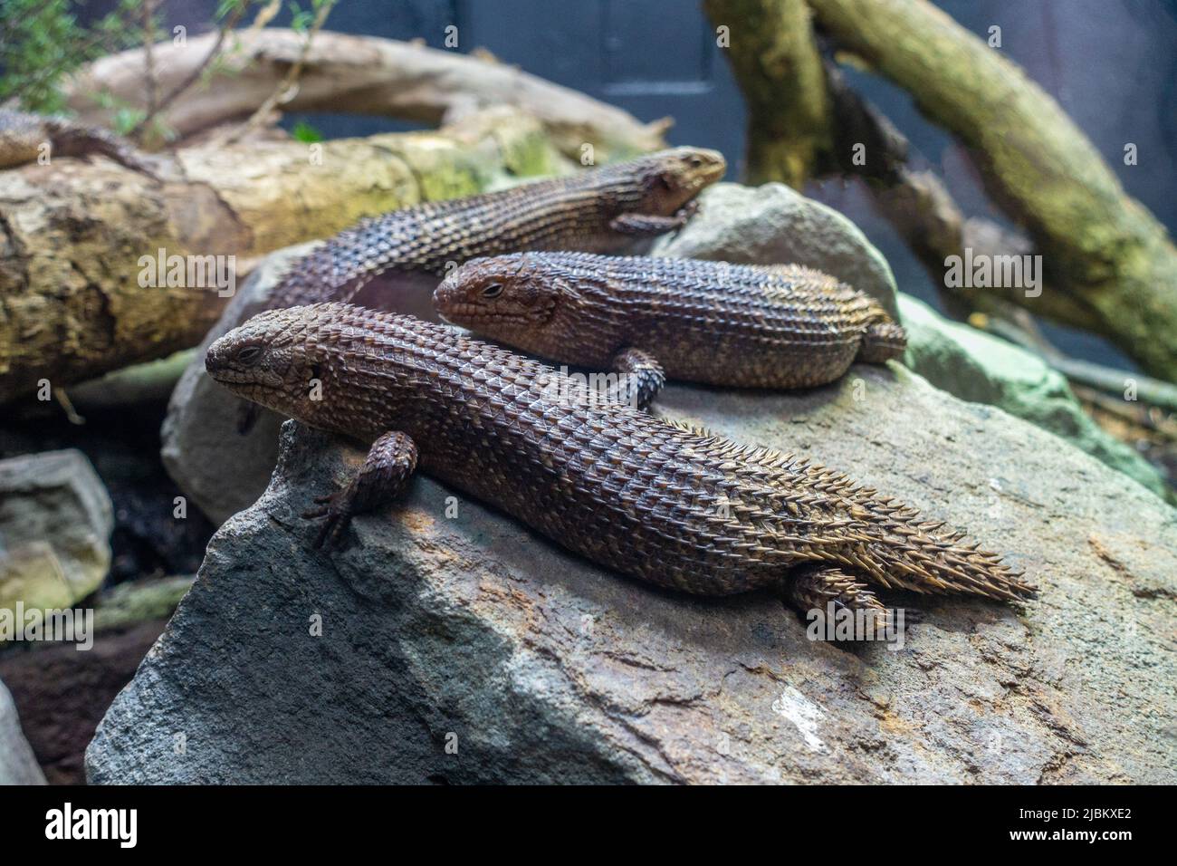 A group of Gidgy Spiny-Tailed Skinks on a rock in their enclosure at London Zoo Stock Photo