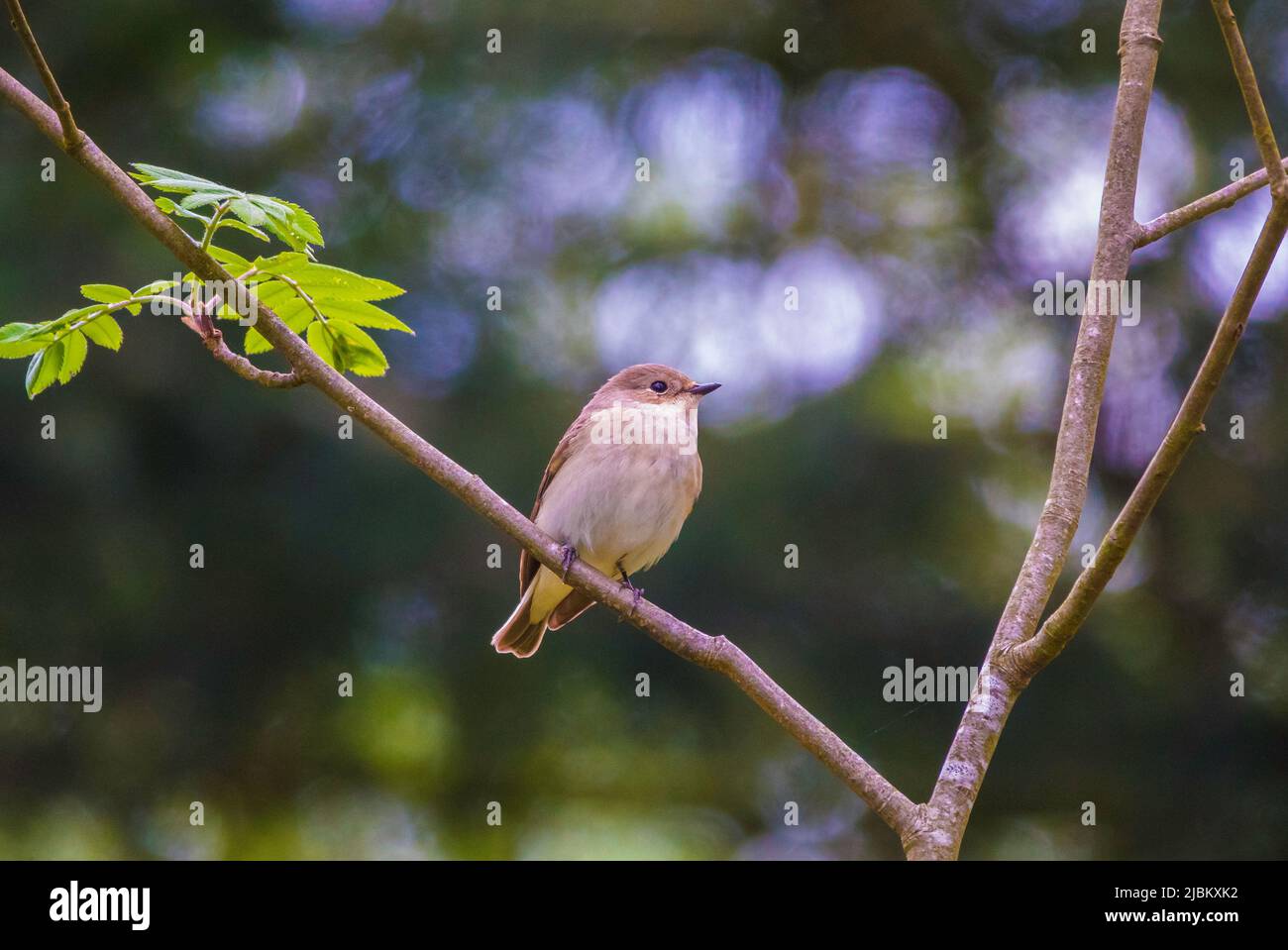 Muscicapa striata or The spotted flycatcher in a tree Stock Photo