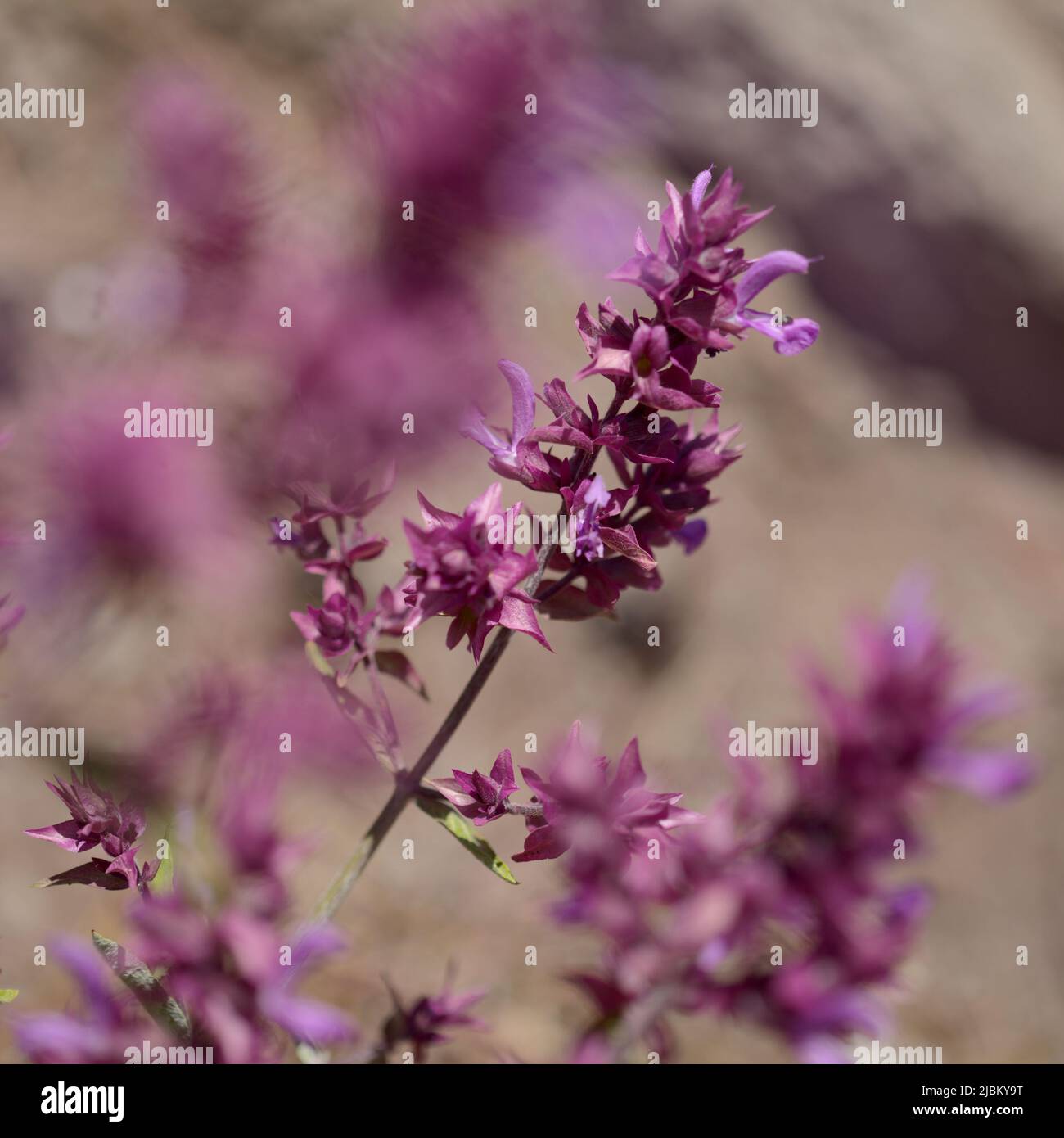 Flora of Gran Canaria - Salvia canariensis, Canary Island sage natural macro floral background Stock Photo