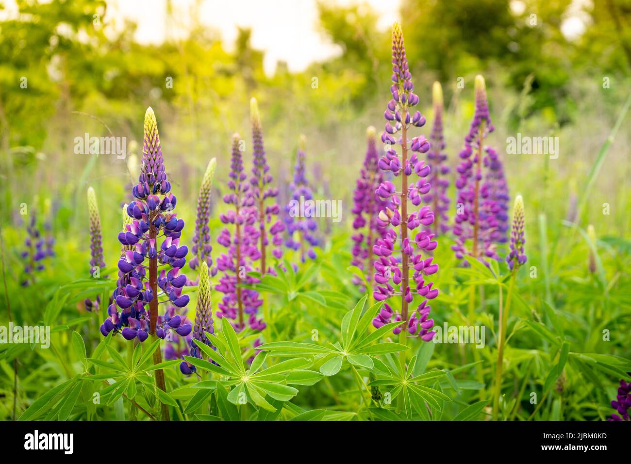 A field of blooming lupine flower. Lupinus, lupin meadow with purple ...