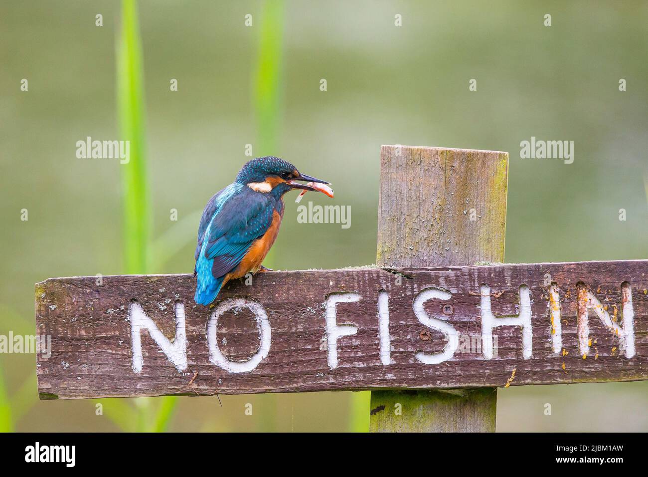 Kidderminster, UK. 7th June. 2022. UK weather: with very light cloud and sunny spells and temperatures reaching 20 degrees, today is a perfect day for a spot of fishing. A kingfisher bird plays with a fish while perched on a 'no fishing' sign post before devouring his meal in one gulp. Credit: Lee Hudson/Alamy Live News Stock Photo