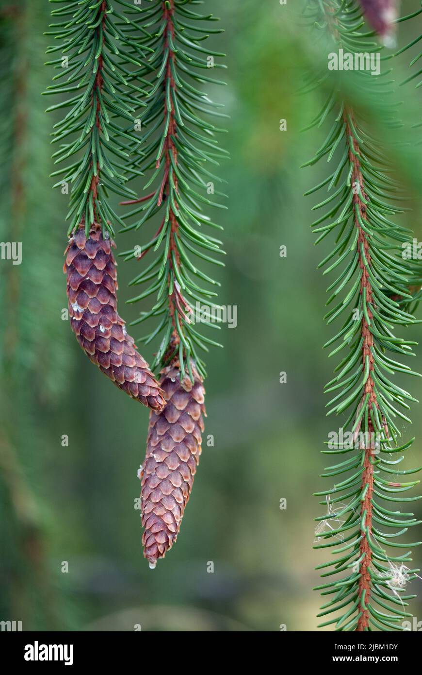 Weeping Norway Spruce (Picea abies f. pendula) branch with cones. Stock Photo