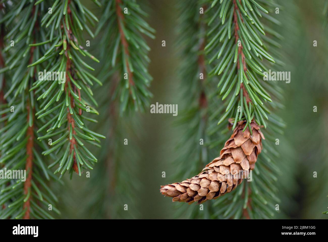 Weeping Norway Spruce (Picea abies f. pendula) branch with cone. Stock Photo