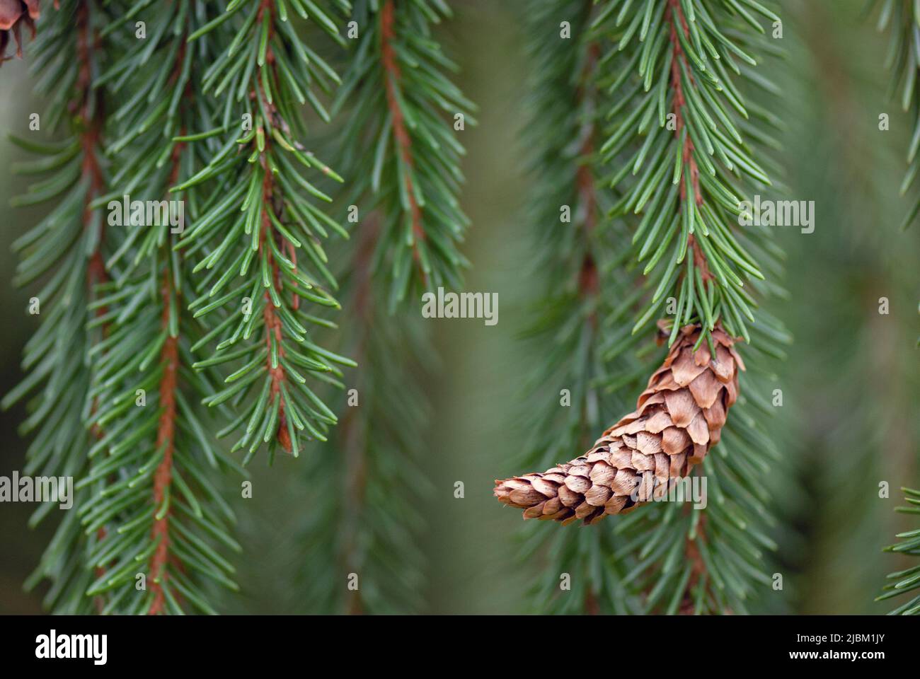 Weeping Norway Spruce (Picea abies f. pendula) branch with cone. Stock Photo