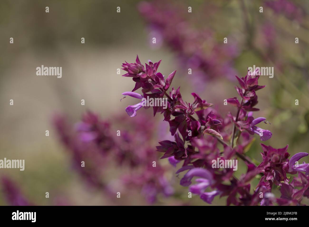 Flora of Gran Canaria - Salvia canariensis, Canary Island sage natural