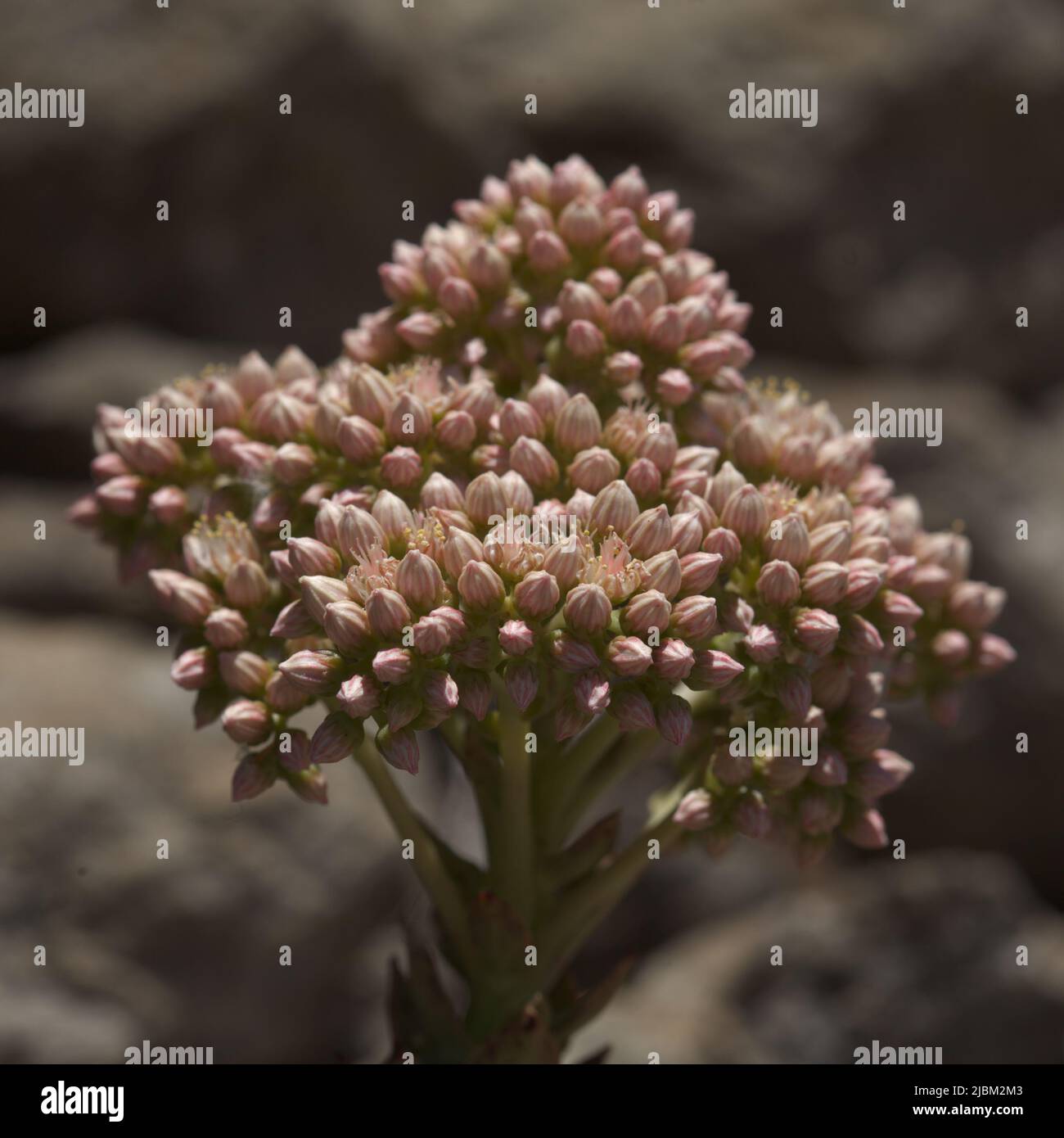 Flora of Gran Canaria -  Aeonium percarneum, succulent plant endemic to the island, natural macro floral background Stock Photo